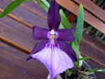 Miltonia spectabilis var. Moreliana.jpg