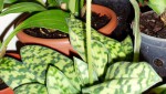 paphiopedilum Maudiae.JPG