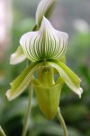 2024_Paph Clair de Lune.JPG