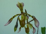 Paphiopedilum haynaldianum1.JPG