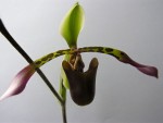 Paph. lowii.jpg