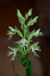 2043_Habenaria limprichtii.JPG