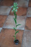 2044_Habenaria limprichtii.JPG