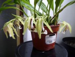 Coelogyne speciosa 99.JPG