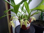 Coelogyne speciosa 100.JPG