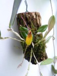 Restrepia brachypus 01.JPG