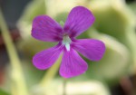 Pinguicula Sethos.jpg