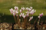 Cyclamen hederifolium Korfu resize.jpg