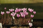 Cyclamen hederifolium Sicílie resize.jpg