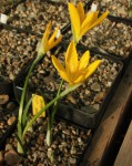 Sternbergia sicula resize.jpg