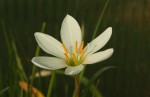 Zephyranthes candida1b resize.jpg