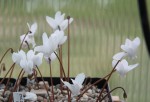 Cyclamen hederifolium album resize.jpg