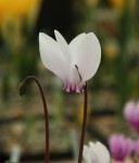 Cyclamen graecum resize.jpg