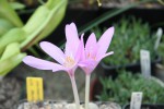 Colchicum pannonicum resize.jpg