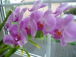 Phal. hybrid.JPG