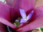 Neoregelia 1.jpg