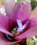 Neoregelia 2.jpg