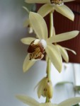 Coelogyne massangeana 29.JPG