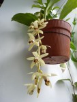 Coelogyne massangeana 27.JPG