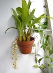 Coelogyne massangeana 28.JPG