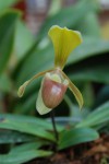 Paphiopedilum helenae.JPG