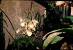 Brassavola nodosa.jpg