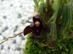 Maxillaria schunkeana.JPG