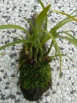 Maxillaria schunkeana-rostlina.JPG