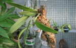 Bulbophyllum bicolor.jpg