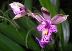 oncidium_rhodostictum.jpg