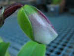 Paph s.jpg