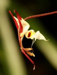 Gongora chocoensis-02.jpg