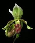 Paph hybrid.JPG