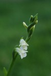 2168_Spiranthes aestivalis.JPG