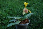 2174_Paphiopedilum helenae.JPG