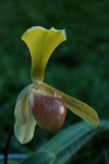 2172_Paphiopedilum helenae.JPG