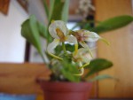 masdevallia.jpg