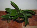 Paphiopedilum hybrid - akutální stav.JPG