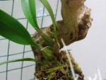 Bulbophyllum lobbii (3).JPG