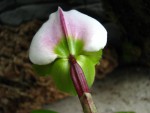 Paphiopedilum_spicerianum 1.jpg