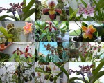 orchideje 2011 srpen1.jpg