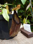 Nepenthes hamata.JPG