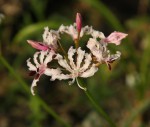 Nerine masoniorum.jpg