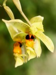 Stanhopea greerii-05.jpg