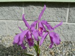 Cattleya maxima.JPG