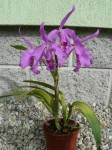 Cattleya maxima-rostlina.JPG