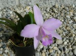 Laelia sp.3.JPG