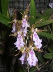 Odontoglossum tenue.jpg