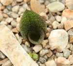 Massonia pustulata.jpg