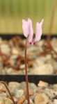 Cyclamen cilicium.jpg